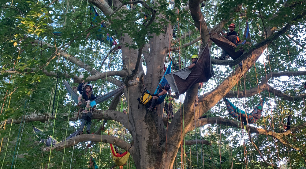 World record attempt for most people hammocking in a tree at an arborist climbing competition in Colonial Williamsburg, VA with Yale Cordage - Horizon Visual Media